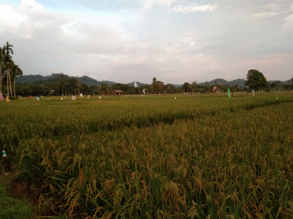 Lahan Sawah di Gampong Gunong Cut seluas 22 hektar dan 1,5 ton padi yang dihasilkan pertahun