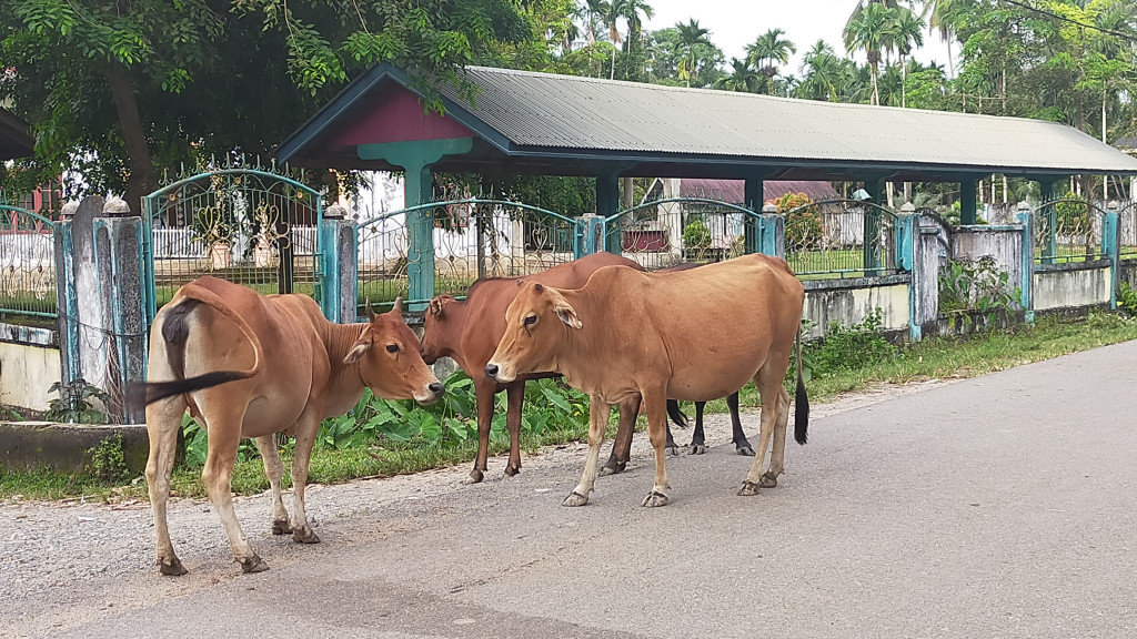 Perternakan sapi yang ada di Gampong Gunong Cut mencapai 30 ekor lebih