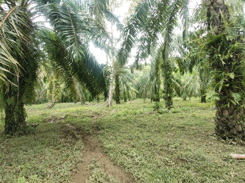 Sawit yang dihasilkan di Gampong Gunong Cut mencapai 300 ton dengan luas lahan sebesar 35 hektar