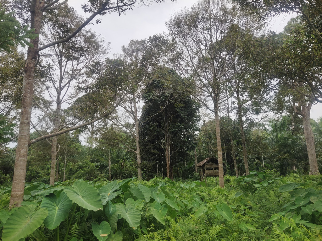  Lahan durian di Gampong Gunong Cut seluas 25 hektar dengan pendapatan 1 miliar pertahun