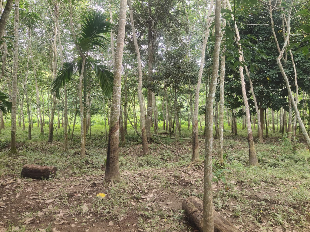 Lahan karet yang terdapat di Gampong Gunong Cut seluas 23 hetar dengan 1 ton hasil panen pertahunnya